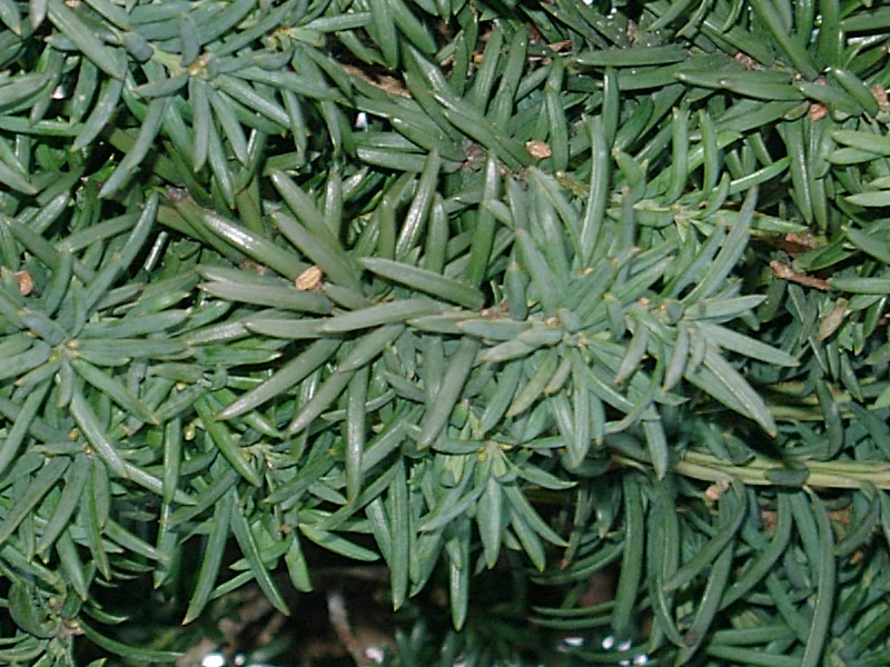 Juniper-bush