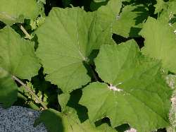 Coltsfoot-Leaves
