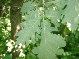 Oak - Leaves